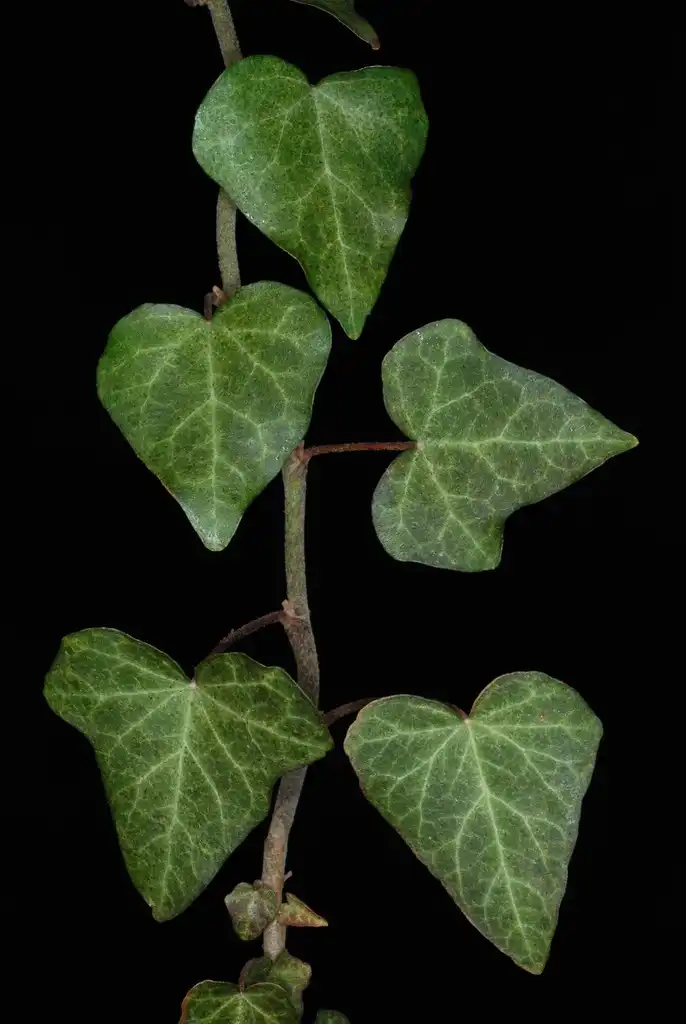 Photo of Hedera helix (Hedera helixs)
