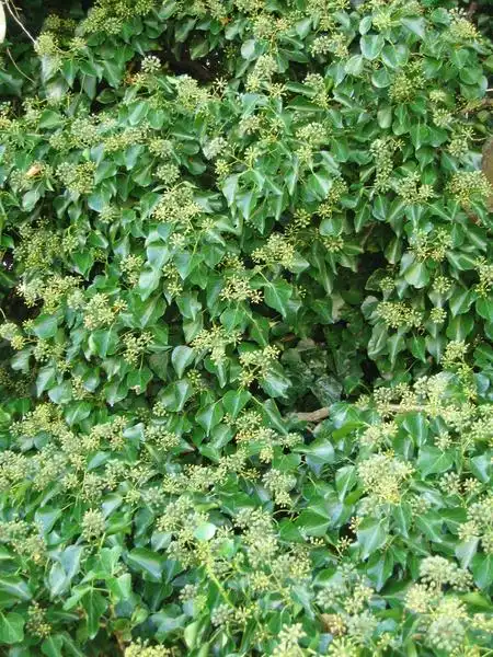 Photo of Hedera helix - Close up of leaves amd flowers:Jon Sullivan
