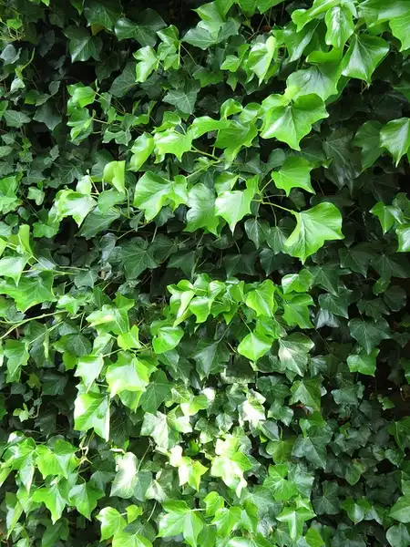 Photo of Hedera helix - :Donald Hobern