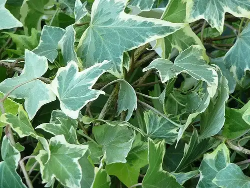 Photo of Hedera helix - Variegated leaves:Cristina