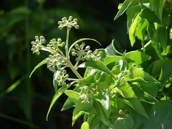 Photo of Hedera helix - Flowers:Forest and Kim Starr