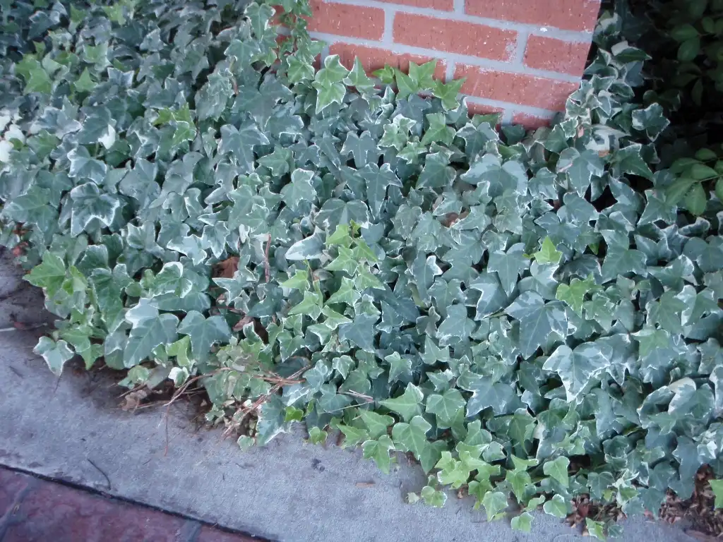 Photo of Hedera helix - 'Variegated' Form:Jim Robbins