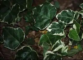 Фото Hedera rhombea (Hedera rhombeas)