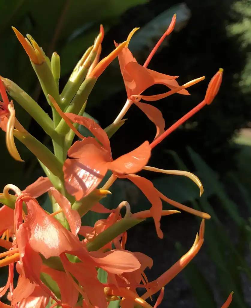 Фото Hedychium coccineum 'CP Raffill' (Hedychium coccineum 'CP Raffill's)