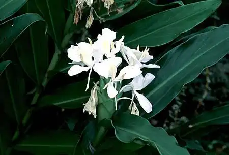 Photo of Hedychium coronarium (Hedychium coronariums)