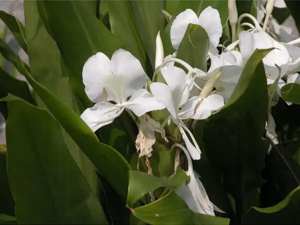 Photo of Hedychium coronarium (Hedychium coronariums)