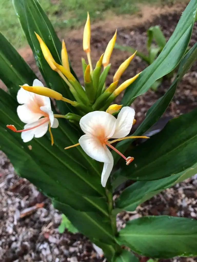 Photo of Hedychium coronarium - flower and leaves:Cathy Dewitt
