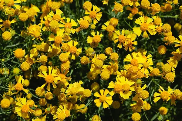 Photo of Helenium autumnale (Helenium autumnales)