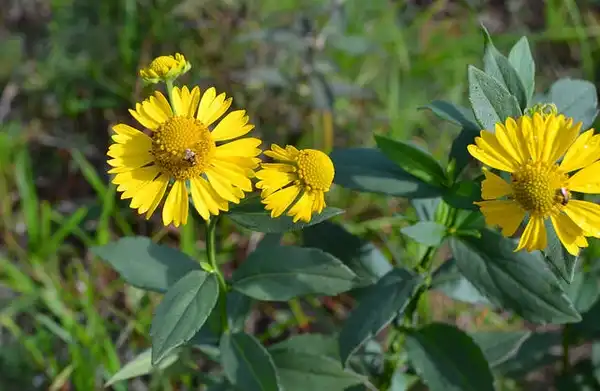 Photo of Helenium autumnale (Helenium autumnales)