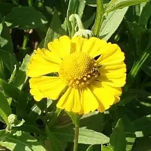 Photo of Helenium autumnale - Bloom detail:Debbie Roos
