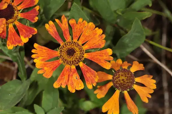 Photo of Helenium autumnale - (Helenium autumnale) 'Moerheim Beauty':John Brandaurer
