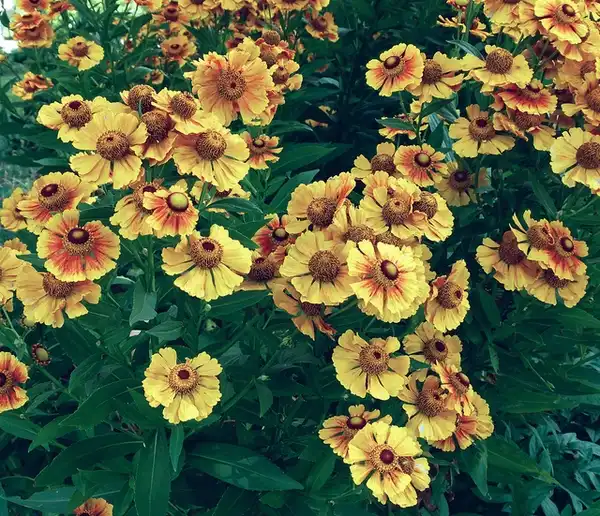 Photo of Helenium autumnale - Helenium autumnale 'Striatum':Swallowtail Garden Seeds