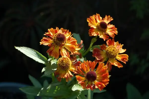 Photo of Helenium autumnale - Helenium autumnale 'Helena Red Shades':FarOutFlora