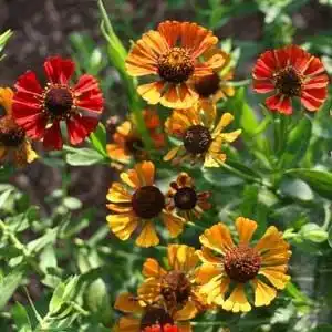 Photo of Helenium autumnale - Helenium autumnale mix:Debbie Roos