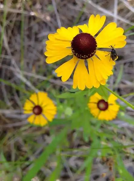 Foto de Helenium flexuosum (Helenium flexuosums)