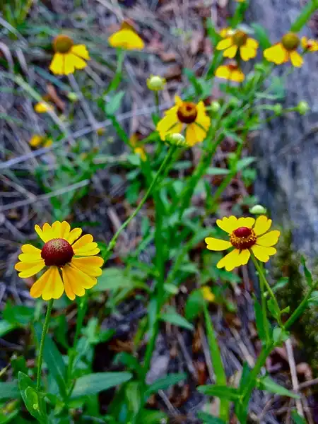 Foto de Helenium flexuosum (Helenium flexuosums)