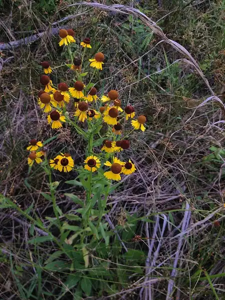 Foto de Helenium flexuosum - :Fritz Flohr Reynolds