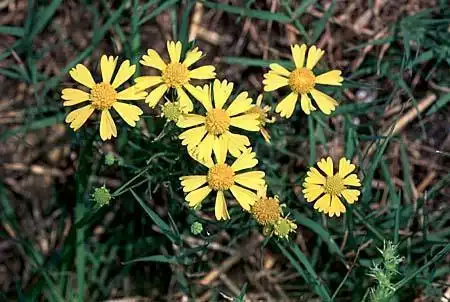 Photo of Helenium (Heleniums)
