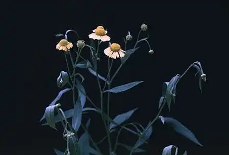 Photo of Helenium (Heleniums)