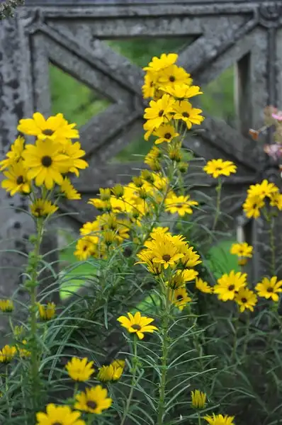 Foto de Helianthus angustifolius (Helianthus angustifoliuss)