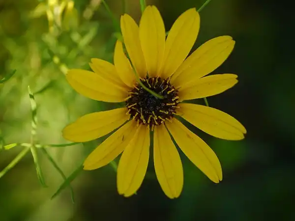 Foto de Helianthus angustifolius (Helianthus angustifoliuss)