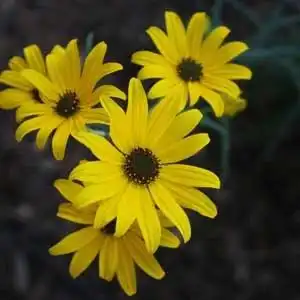 Foto de Helianthus angustifolius - 'Gold Lace' blooms:Debbie Roos