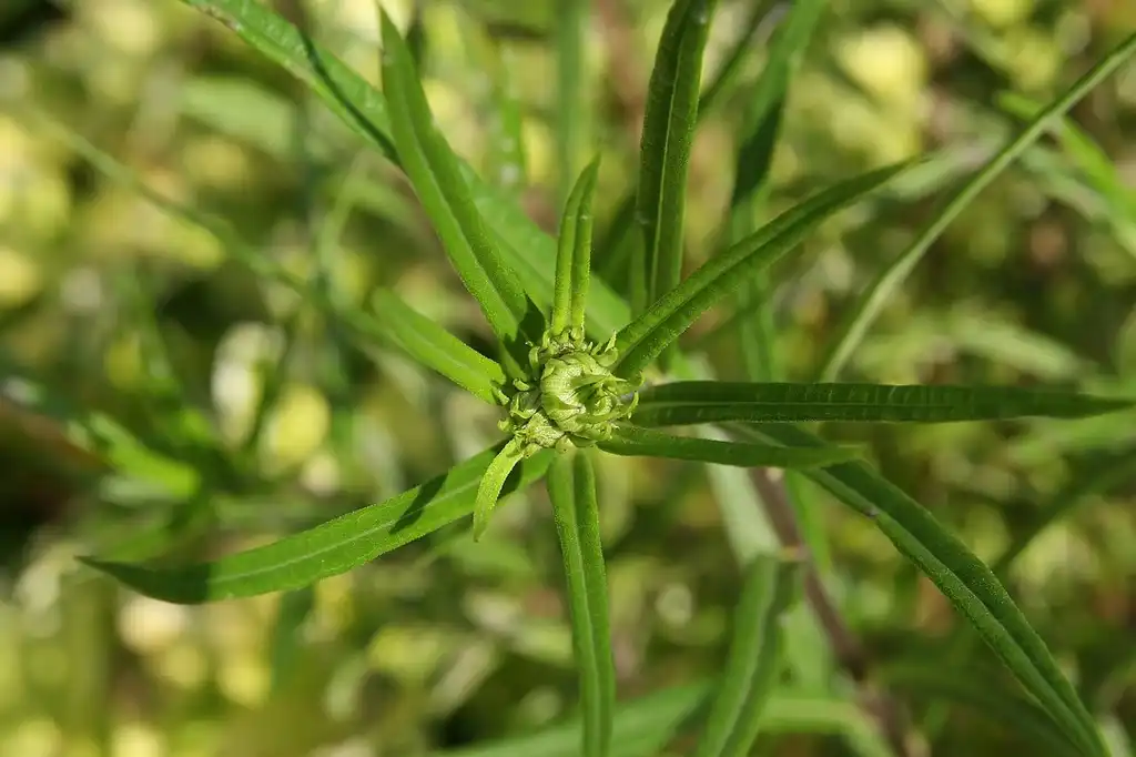 Foto de Helianthus angustifolius - Flower bud:David J. Stang