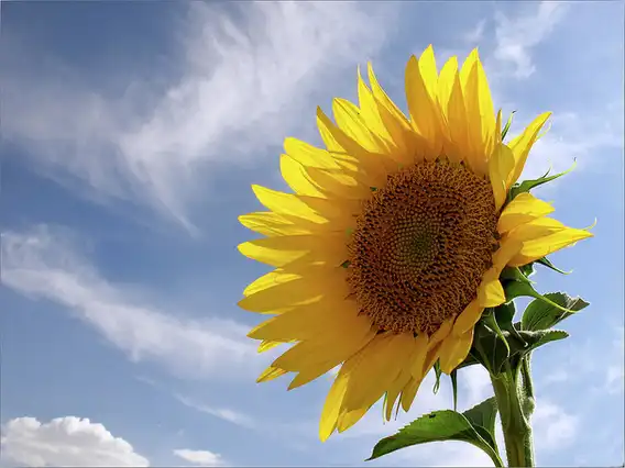 Photo of Helianthus annuus (Helianthus annuuss)