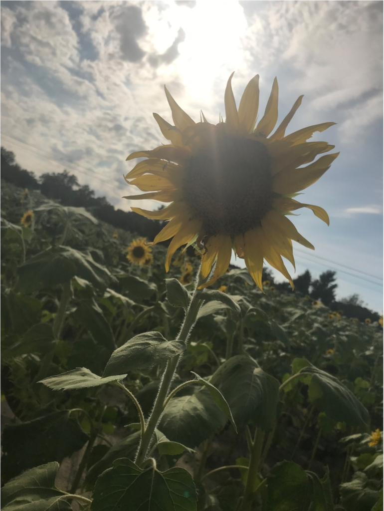 Photo of Helianthus annuus (Helianthus annuuss)