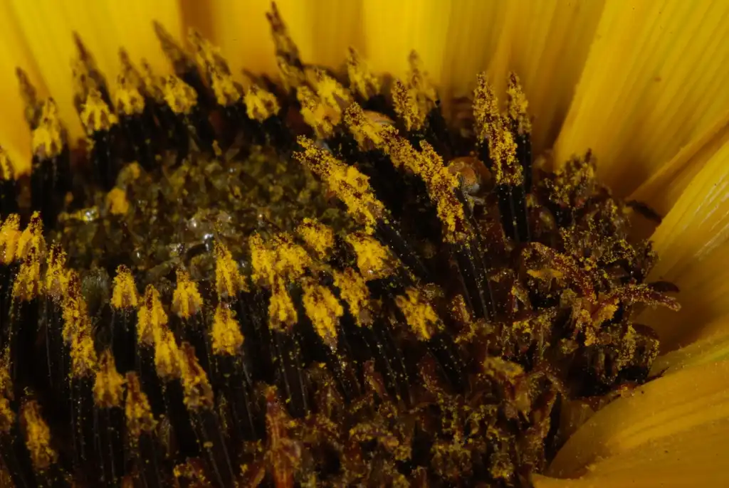 Photo of Helianthus annuus - (Dacono, CO)-Late Summer:Douglas Goldman, USDA