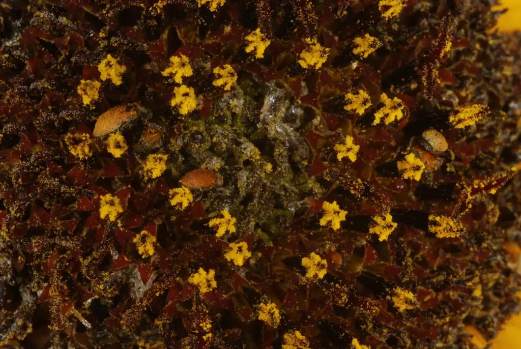 Photo of Helianthus annuus - (Dacono, CO)-Late Summer:Douglas Goldman, USDA