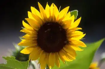 Photo of Helianthus annuus - :
