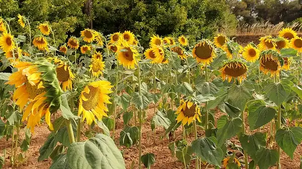Photo of Helianthus annuus - :Albert Torello