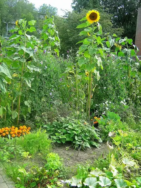 Photo of Helianthus annuus - :ekenitr