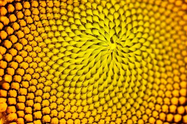 Photo of Helianthus annuus - :Ralf-Kuhne