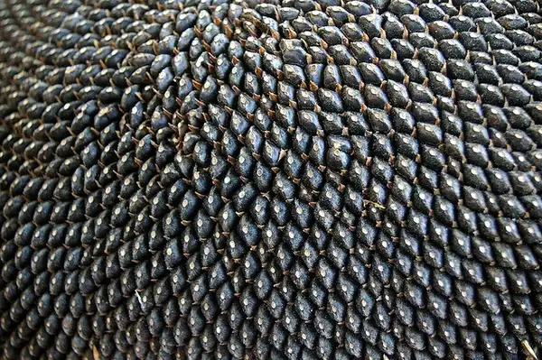 Photo of Helianthus annuus - :Rae Allen