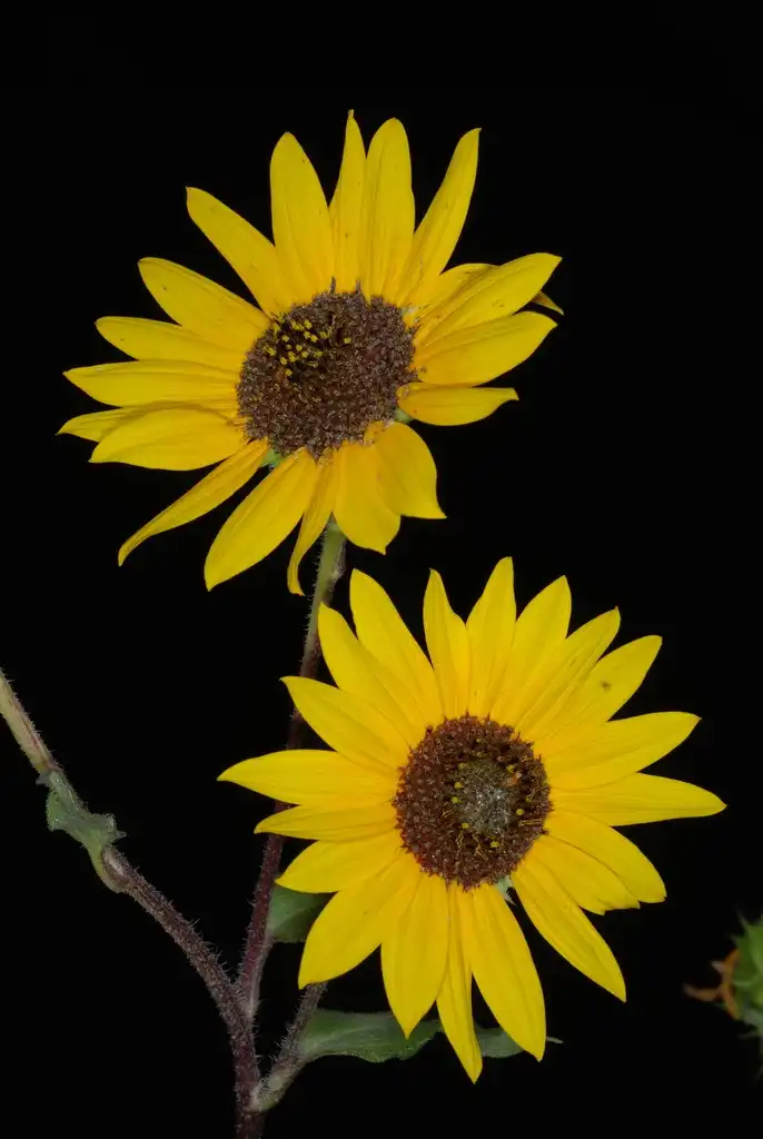 Photo of Helianthus annuus - (Dacono, CO)-Late Summer:Douglas Goldman, USDA