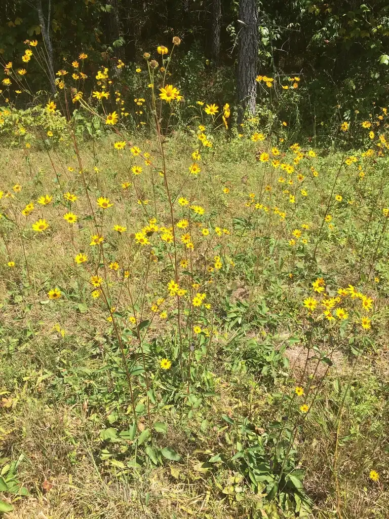Фото Helianthus atrorubens (Helianthus atrorubenss)