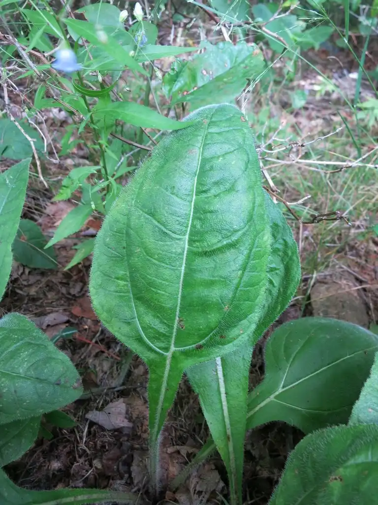 Фото Helianthus atrorubens (Helianthus atrorubenss)