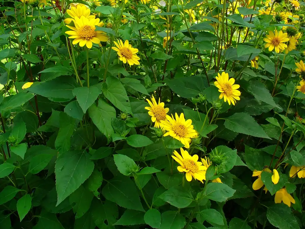 Photo of Helianthus decapetalus (Helianthus decapetaluss)