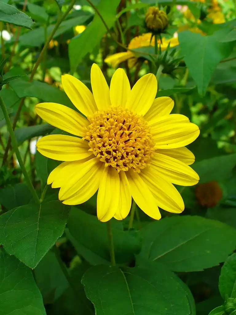 Photo of Helianthus decapetalus (Helianthus decapetaluss)