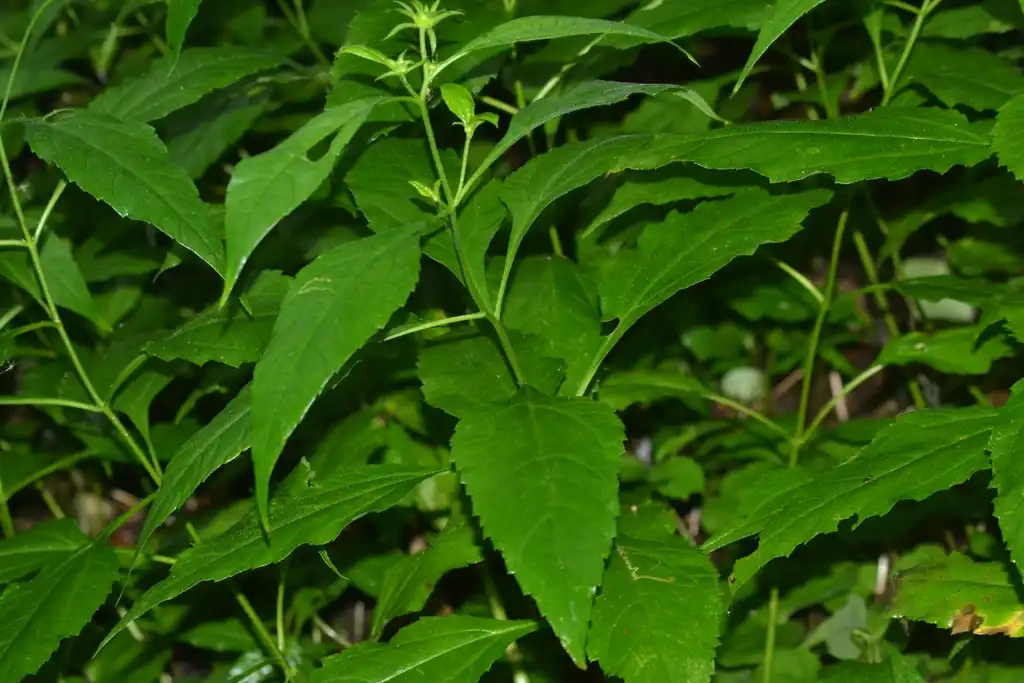 Photo of Helianthus decapetalus - Leaves:Joseph Kurtz