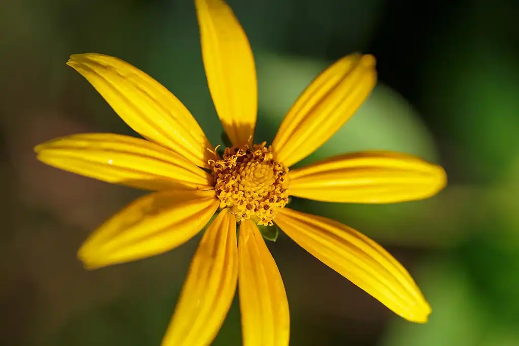 Фото Helianthus divaricatus (Helianthus divaricatuss)