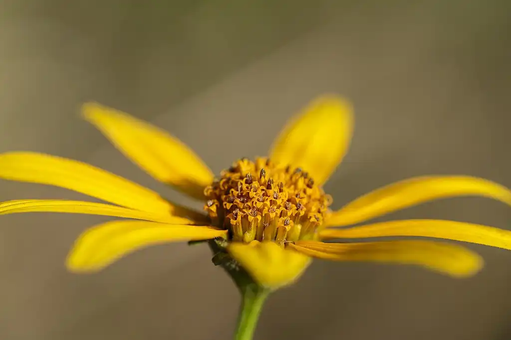 Фото Helianthus divaricatus (Helianthus divaricatuss)