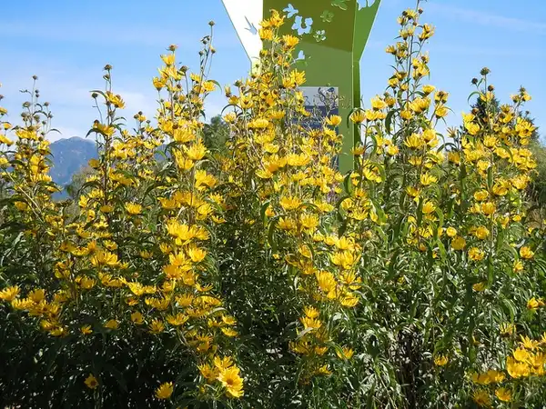 Photo of Helianthus maximiliani (Helianthus maximilianis)