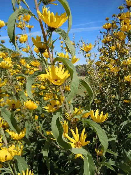 Photo of Helianthus maximiliani (Helianthus maximilianis)