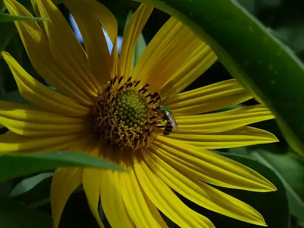 Photo of Helianthus maximiliani - Flower:chipmunk_1