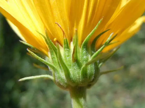 Photo of Helianthus maximiliani - Flower:Matt Lavin
