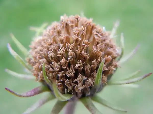Photo of Helianthus maximiliani - :Matt Lavin