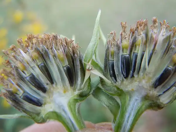 Photo of Helianthus maximiliani - :Matt Lavin